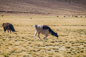 Fototapeta premium Herd of lamas (alpacas) in Aguanapampa area at bolivian Altiplano