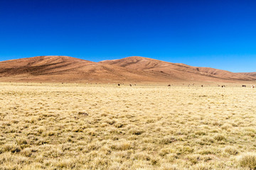 Fototapeta na wymiar Herd of lamas (alpacas) in Aguanapampa area at bolivian Altiplano