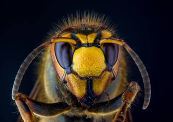 Face of European hornet (Vespa) on black background