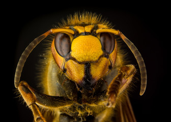 Portrait of European hornet (Vespa) on black background