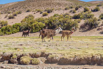 Herd of lamas (alpacas) in Aguanapampa area at bolivian Altiplano