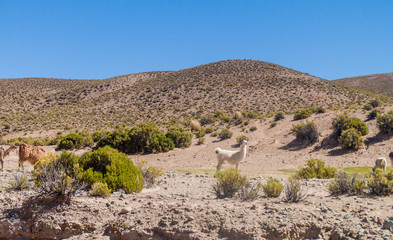 Herd of lamas (alpacas) in Aguanapampa area at bolivian Altiplano