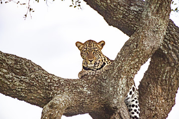 Leopard In a Tree