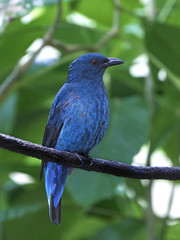 Asian fairy-bluebird (Irena puella)