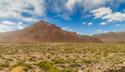 Herd of lamas at the altiplano in Bolivia