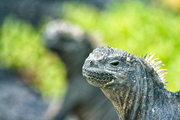 Obraz premium Galapagos Marine Iguana, Galapagos
