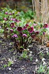 Purple Hellebores