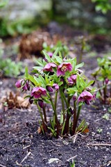 Purple Hellebores