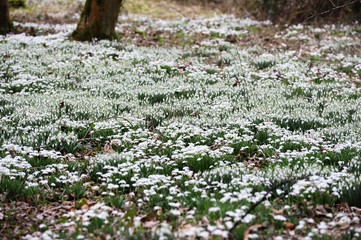 Spring Galanthus