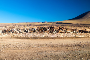 Herd of lamas encopassed by a stone wall on bolivian altiplano