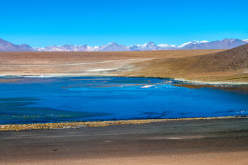 Flamingos in Laguna Collpa lake on bolivian Altiplano