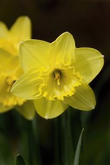 Yellow daffodil