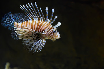 Exotic lion fish swimming in the pool.
