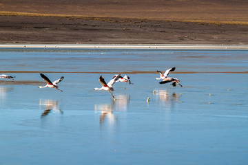 There is plenty of flamingos living in Laguna Collpa lake in Reserva Nacional de Fauna Andina Eduardo Avaroa protected area, Bolivia