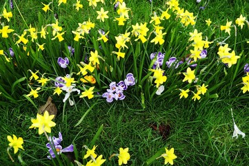 Field of Spring Flowers