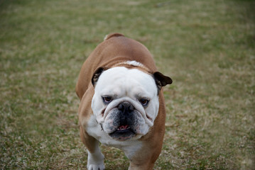 English bulldog is running towards the camera. Nature green background.
