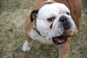English bulldog playing with wooden stick on nature background.