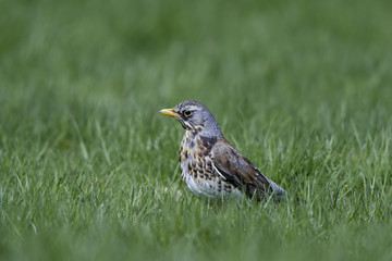 Fieldfare (Turdus pilaris)