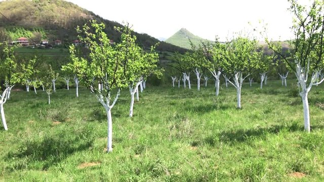 Field of planted plum trees slow-mo 1080p FullHD footage - Food production orchard in the spring slow motion 1920X1080 HD video 