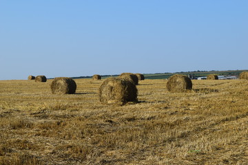 Fototapeta premium Wheat field and Bale