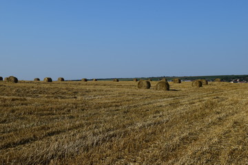 Fototapeta premium Wheat field
