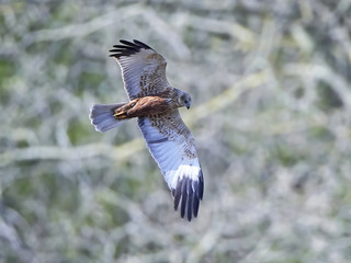 Western marsh harrier (Circus aeruginosus)