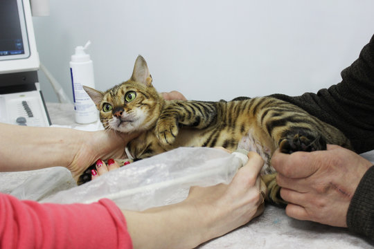 A pregnant thoroughbred cat toyger from the breeding ground on the ultrasonography of the uterus in a veterinary clinic