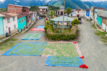 CRUZ LOMA, BOLIVIA - APRIL 30, 2015: Drying of coca leaves in Cruz Loma village near Coroico,...
