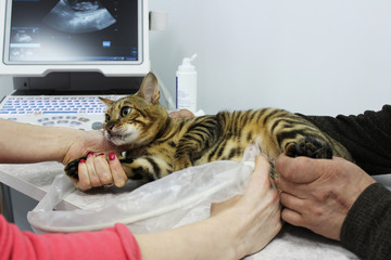 A pregnant thoroughbred cat toyger from the breeding ground on the ultrasonography of the uterus in a veterinary clinic