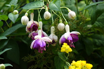 Hanging Flowers