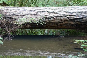 Log Bridge and Reflection