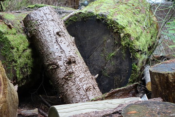 Mossy Logs