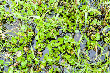 Grassy area along Yacuma river, Bolivia