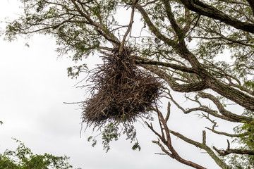 Bird nest on a tree near Yacuma river, Bolivia