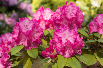 Flower Pink Rhododendron 