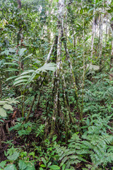 Socratea exorrhiza, the Walking Palm in Madidi National Park, Bolivia