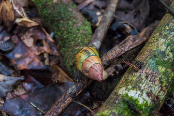 Snail in a jungle of National Park Madidi, Bolivia