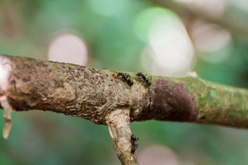 Ants on a tree branch in a jungle of Madidi national park, Bolivia