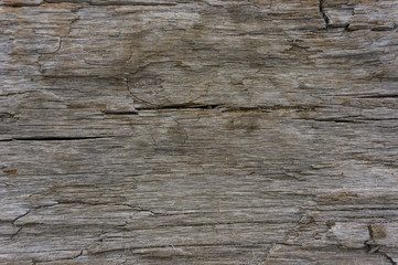 Wood background with log without bark. The tip on the river bank.