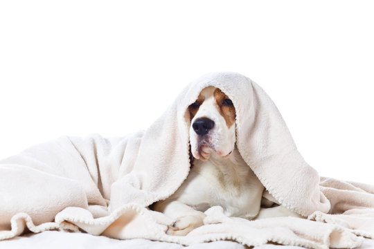 Sad Sick Dog Under A Blanket