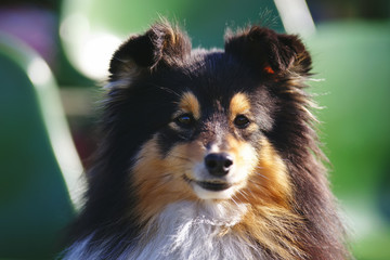 The portrait of a tricolor Sheltie dog sitting outdoors at sunny spring weather