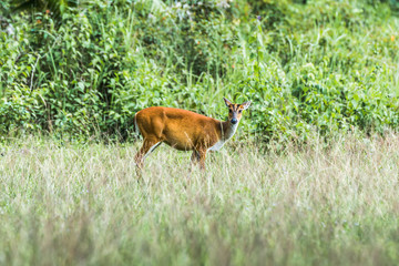 Naklejka na ściany i meble Barking Deer (Muntjacs or Mastreani deer) on the field in nature at Khaoyai national park,Thailand