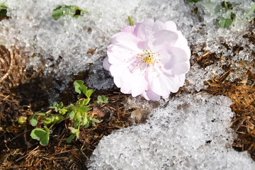 The bloom of a sakura tree on a snowy ground.