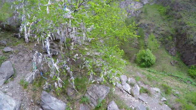 Ribbon tree Altai Mountains