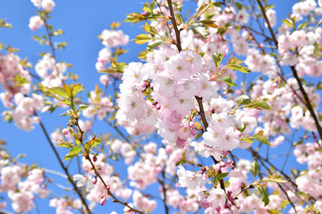Sakura trees blooming on a sunny spring day.