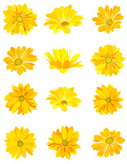 set of yellow flowers. isolated on white