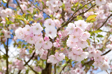Obraz premium Waterdrops on sakura trees.