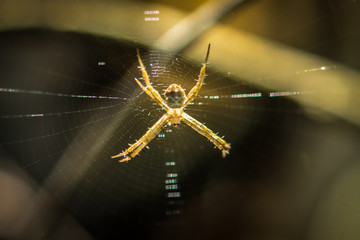 arachnid sits in its lair © sittitap
