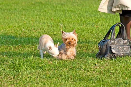Yorkshire Terrier and Chihuahua on the grass 