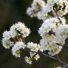 plum flowers in spring, cherry blossoms